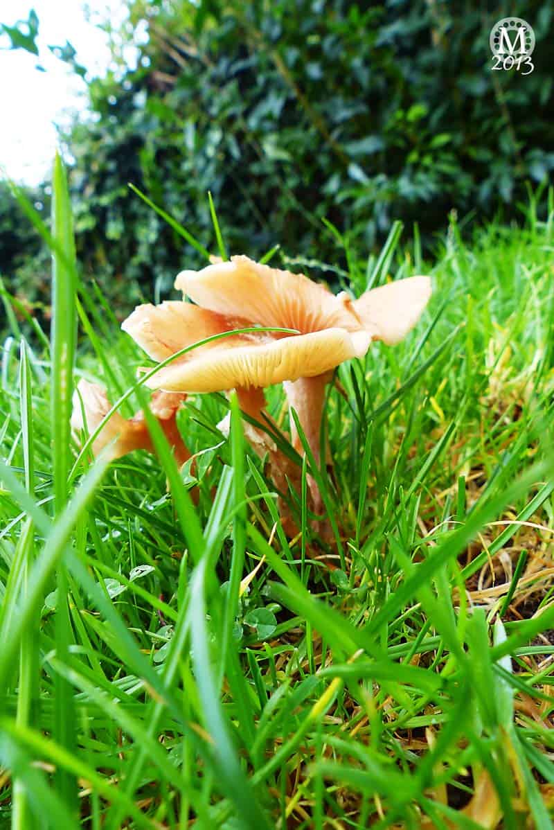 Fungi in the Garden