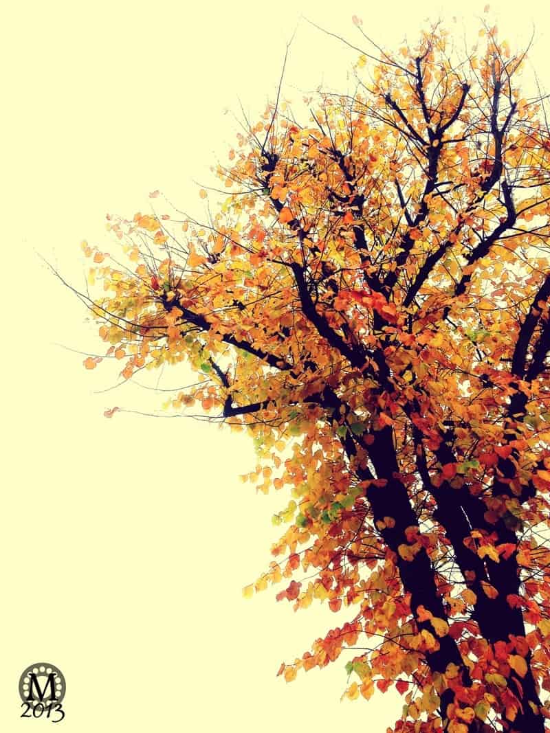 Autumn Tree Leaves