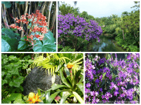 Plants and Flowers at Magic Kingdom