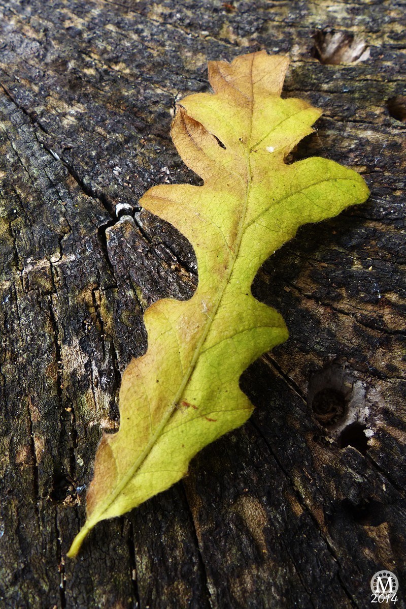 Autumn Bedfords Park (18)