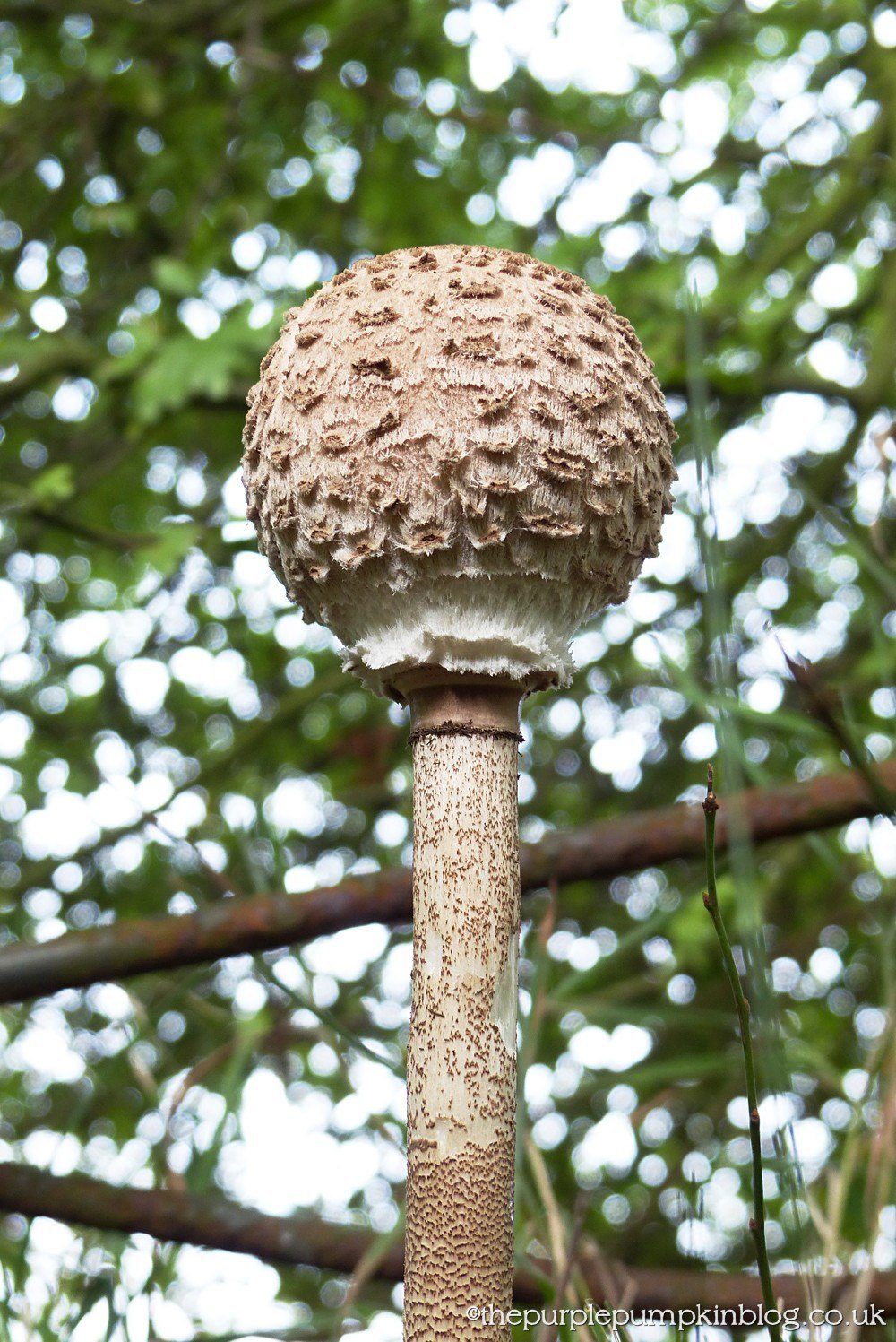 Fungi Friday 1