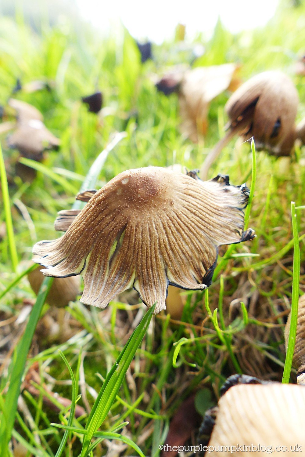 Fungi Friday 10