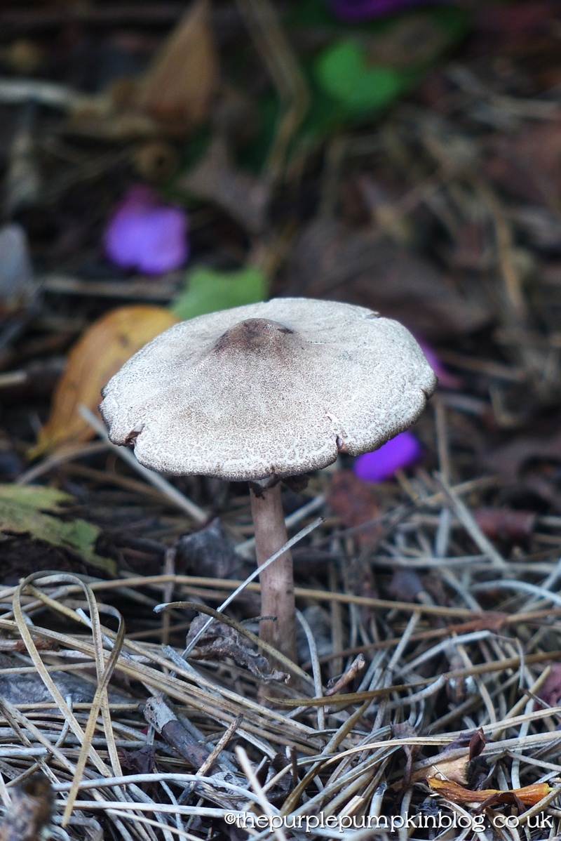 Fungi Friday 2