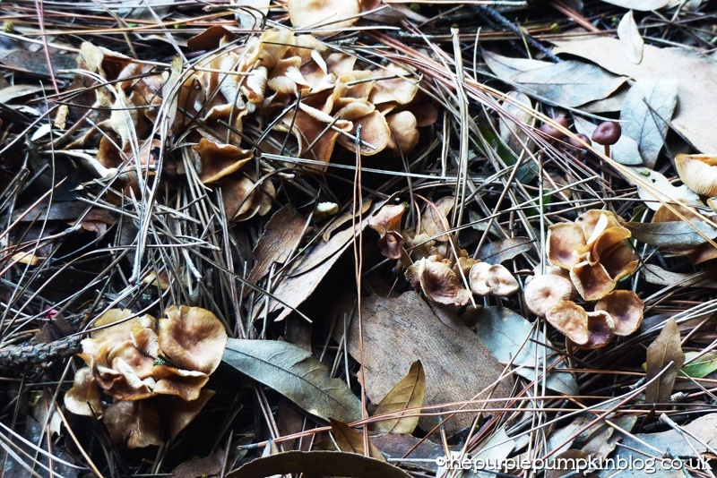 Fungi Friday 3
