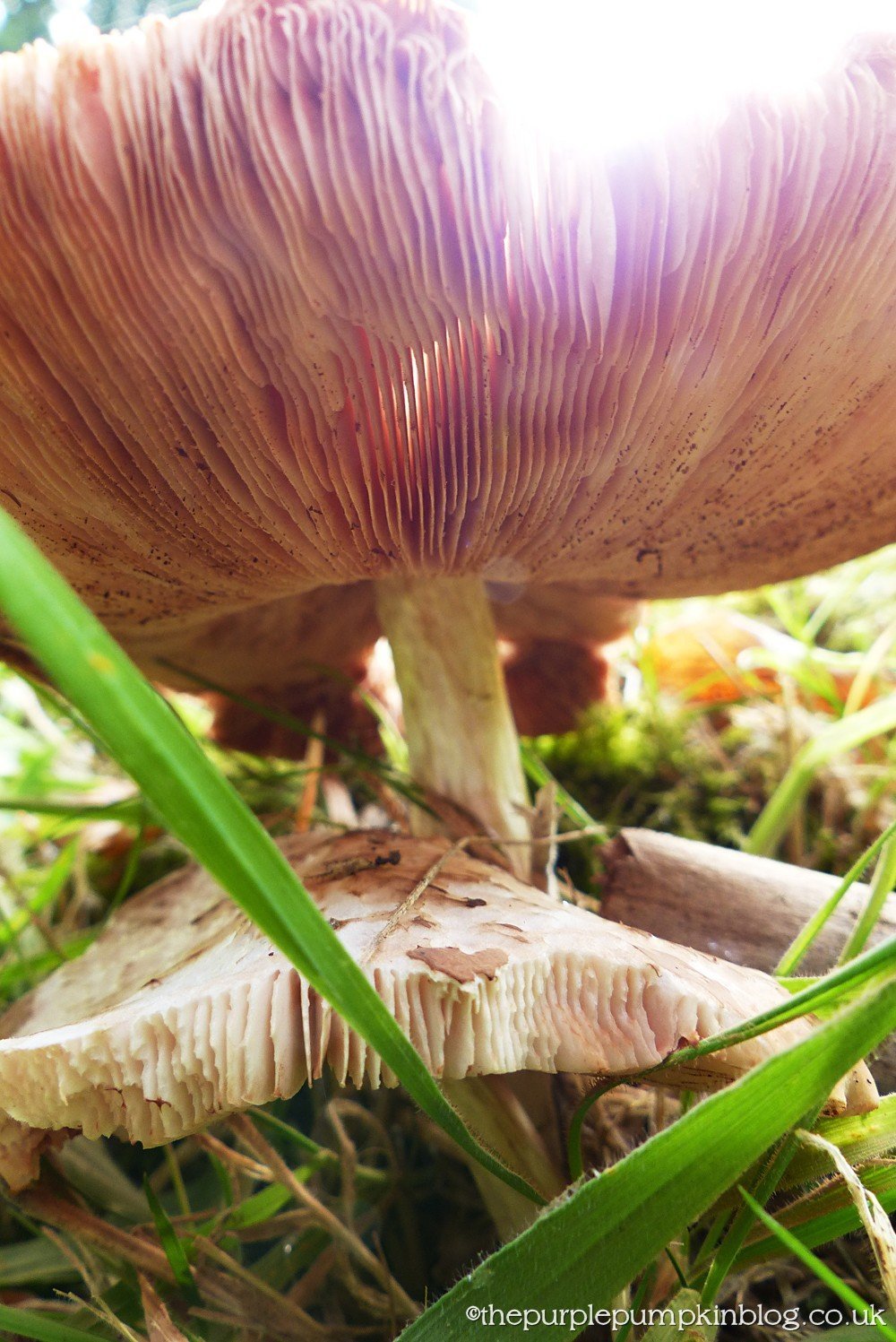 Fungi Friday 4