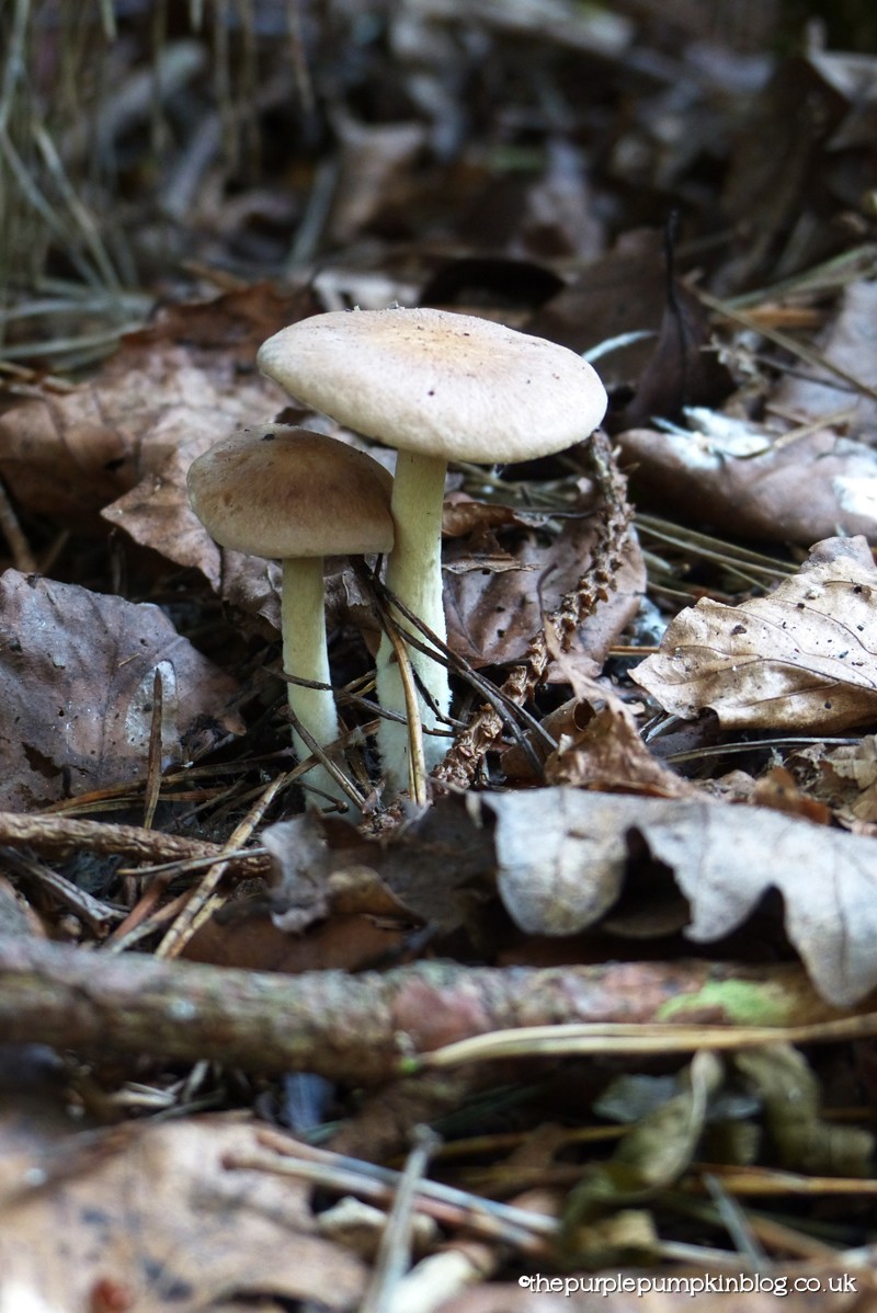 Fungi Friday - Hanningfield Reservoir Essex (2)