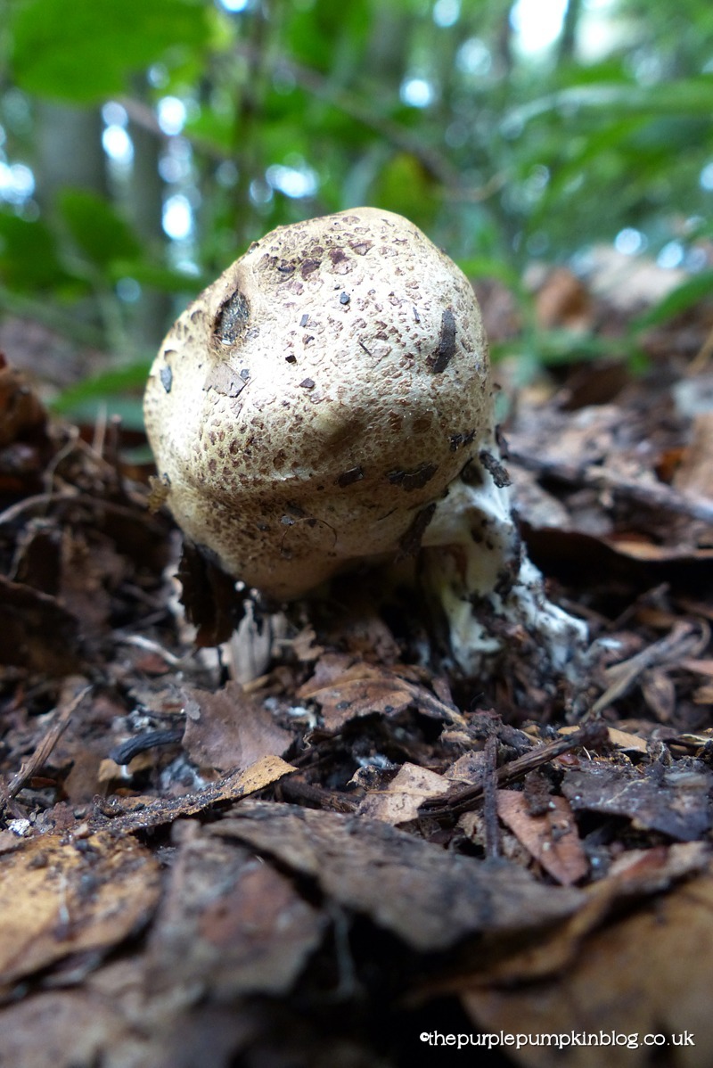 Fungi Friday - Hanningfield Reservoir Essex (4)