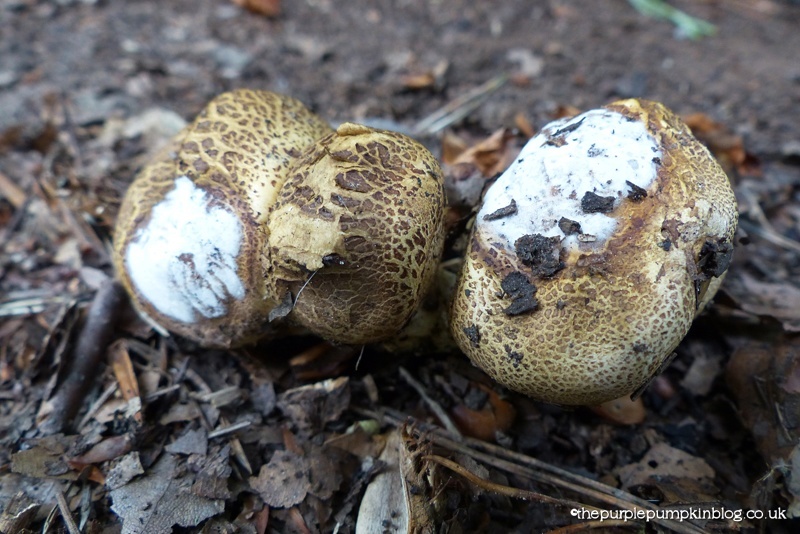 Fungi Friday - Hanningfield Reservoir Essex (5)