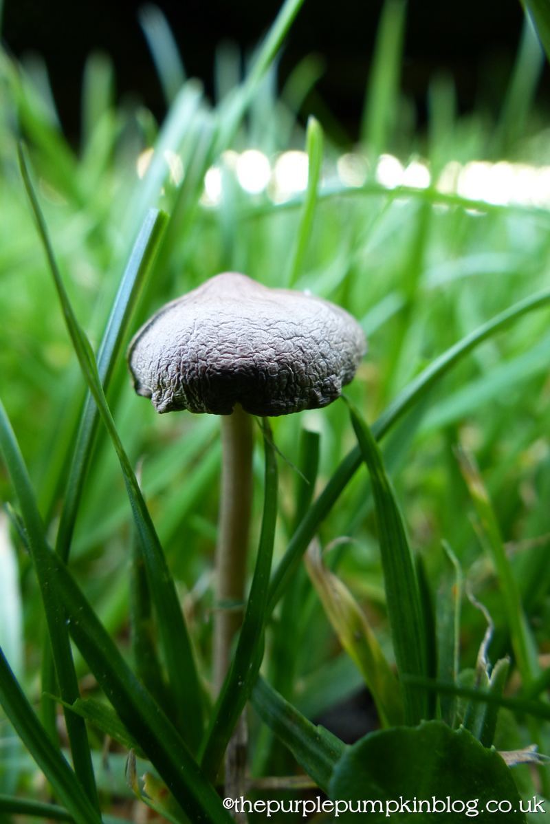 Fungi Friday