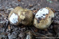 Hanningfield Reservoir - Fungi