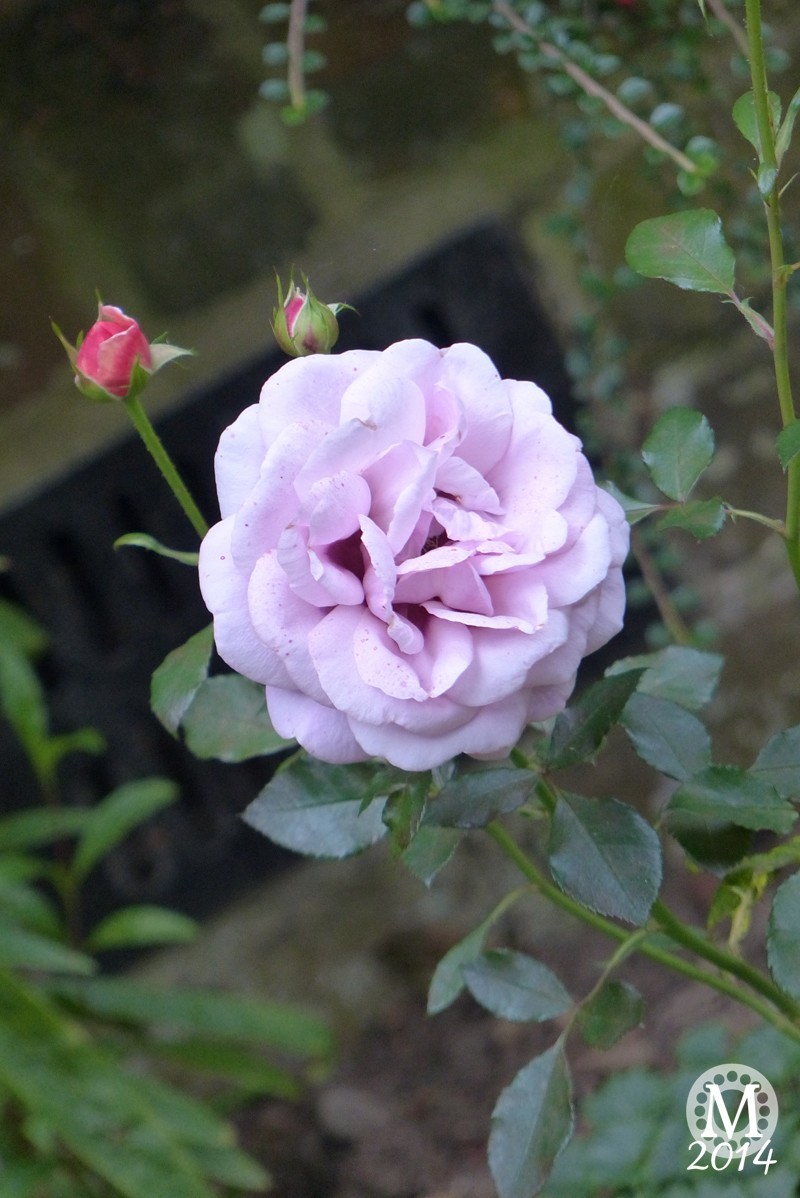 Lilac Rose