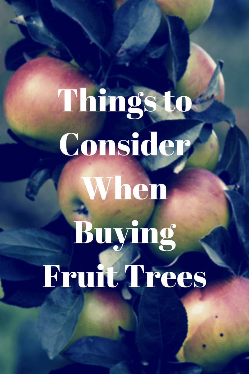 Things To Consider When Buying Fruit Trees
