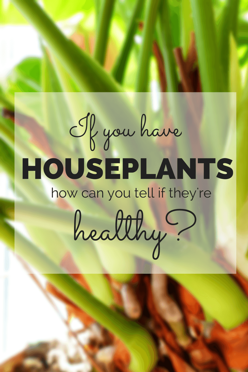 If you have houseplants how can you tell if they're healthy