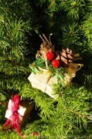 Dwarf Alberta White Spruce + Natural Christmas Decorations