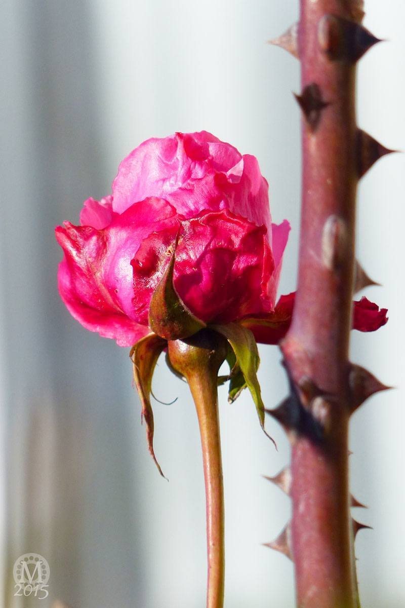 Project 365 2015 - Day 14