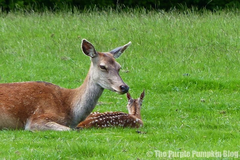 Deer