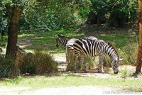 Grants Zebra - Kilimanjaro Safaris at Animal Kingdom
