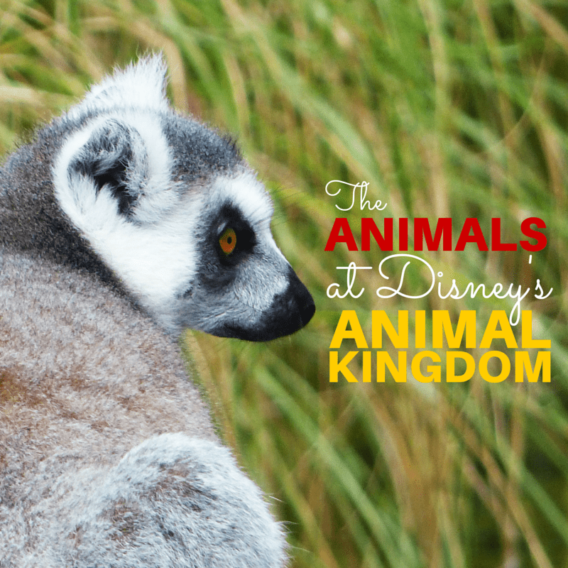 The Animals at Disney's Animal Kingdom