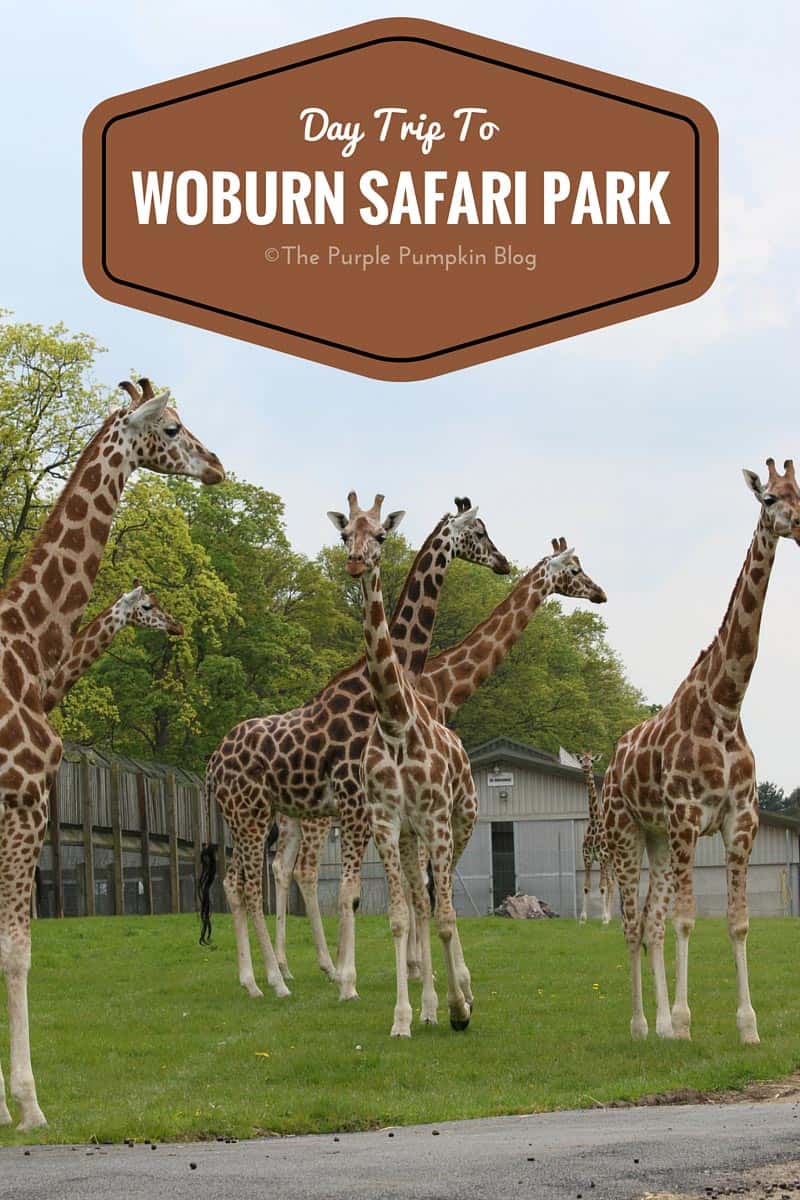 Day Trip to Woburn Safari Park, Bedfordshire, UK