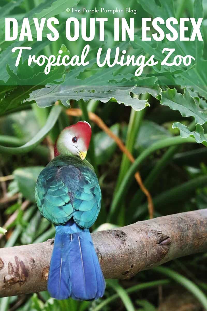 Days Out in Essex - Tropical Wings Zoo, South Woodham Ferrers