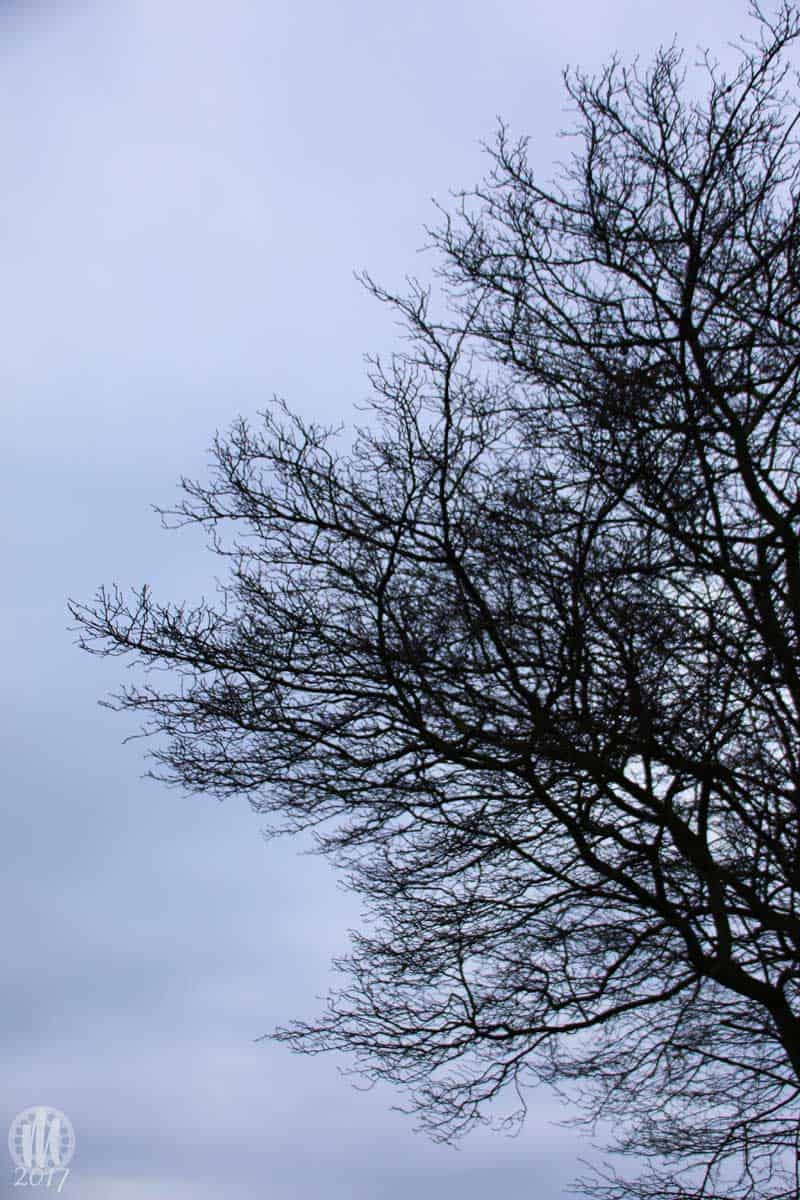 Project 365 - 2017 - Day 1: Silhouette of tree branches against a New Years Day sky