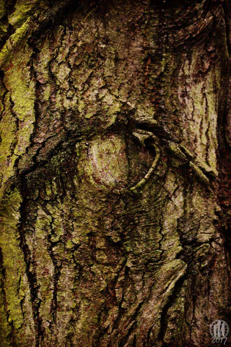 Project 365 - 2017 - Day 11: Tree bark knot