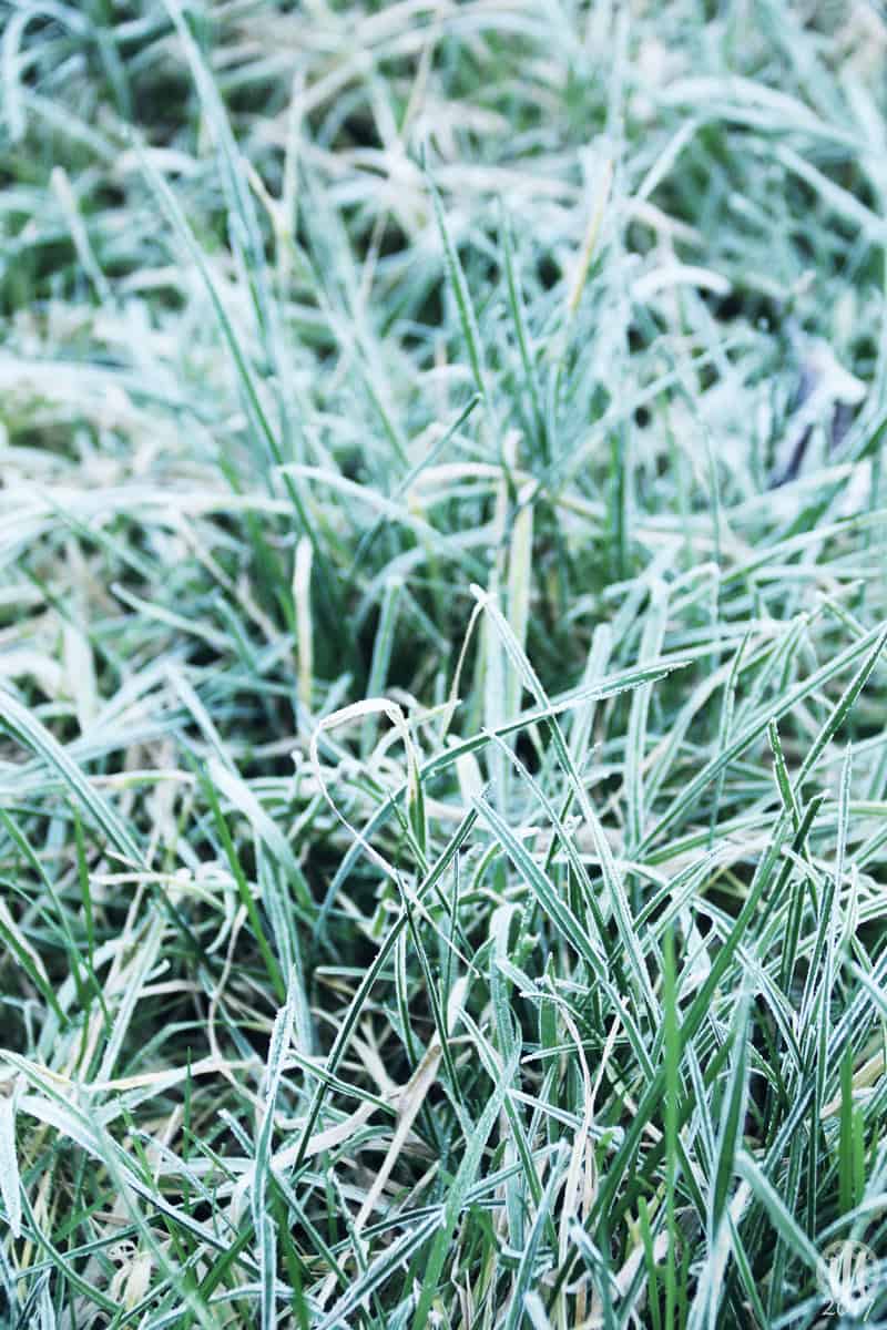 Project 365 - 2017 - Day 17 - frozen blades of grass