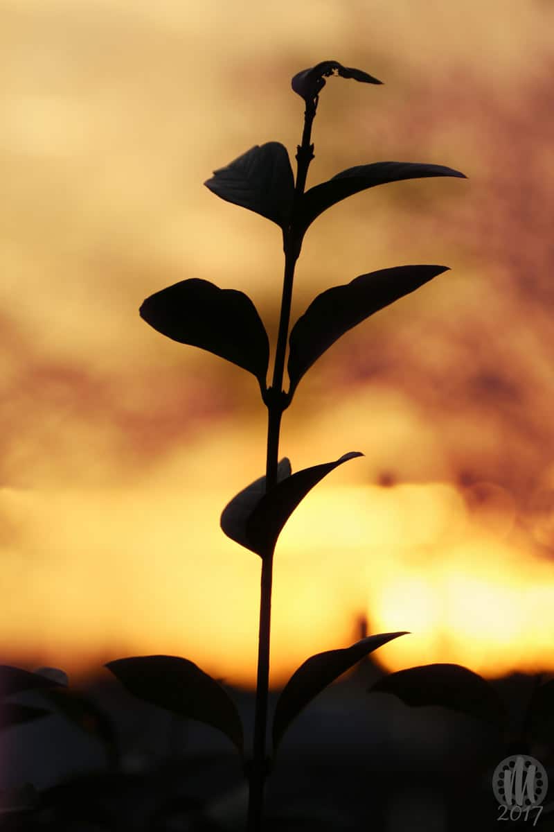 Project 365 - 2017 - Day 18: Plant stem with leaves against the sunset sky