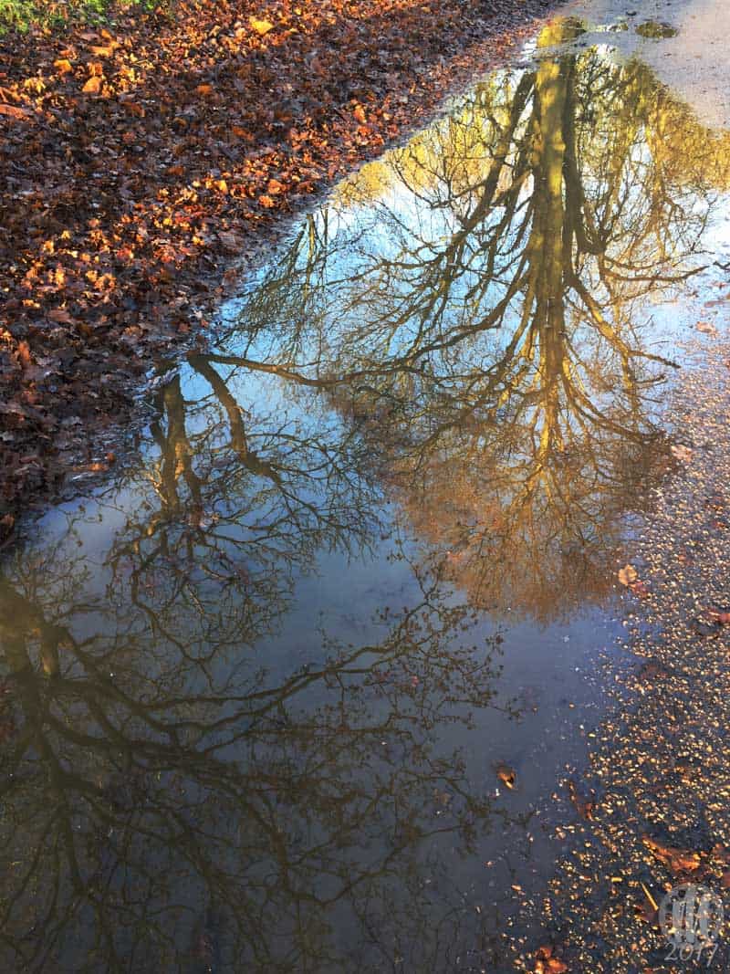 Project 365 - 2017 - Day 2 - Reflection of the trees in a puddle