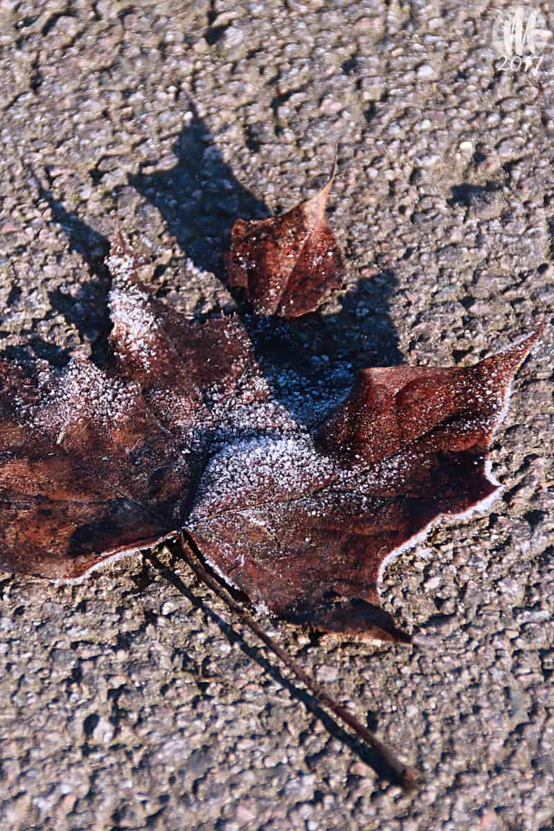 Project 356 - 2017 - Day 25: Fallen leaf with frost