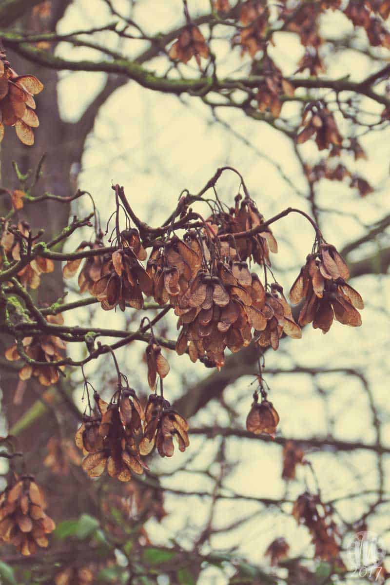 Project 365 - 2017 - Day 7: Sycamore seeds on branches of tree