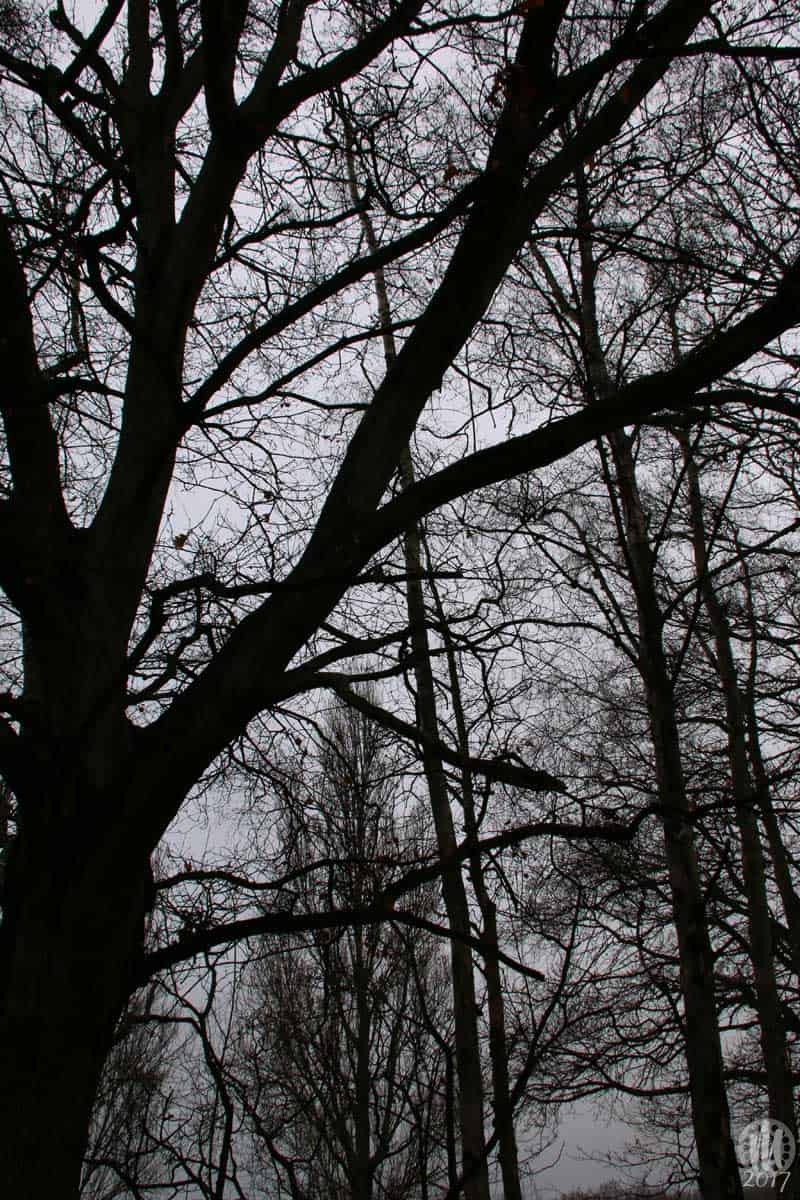Project 365 - 2017 - Day 9: Silhouette of trees in the forest on a grey day