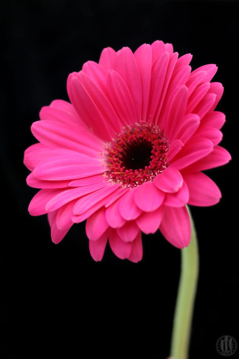 Project 365 - 2017 - Day 86 - Pink gerbera