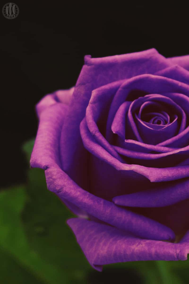 Project 365 - 2017 - Day 123 - Purple Rose