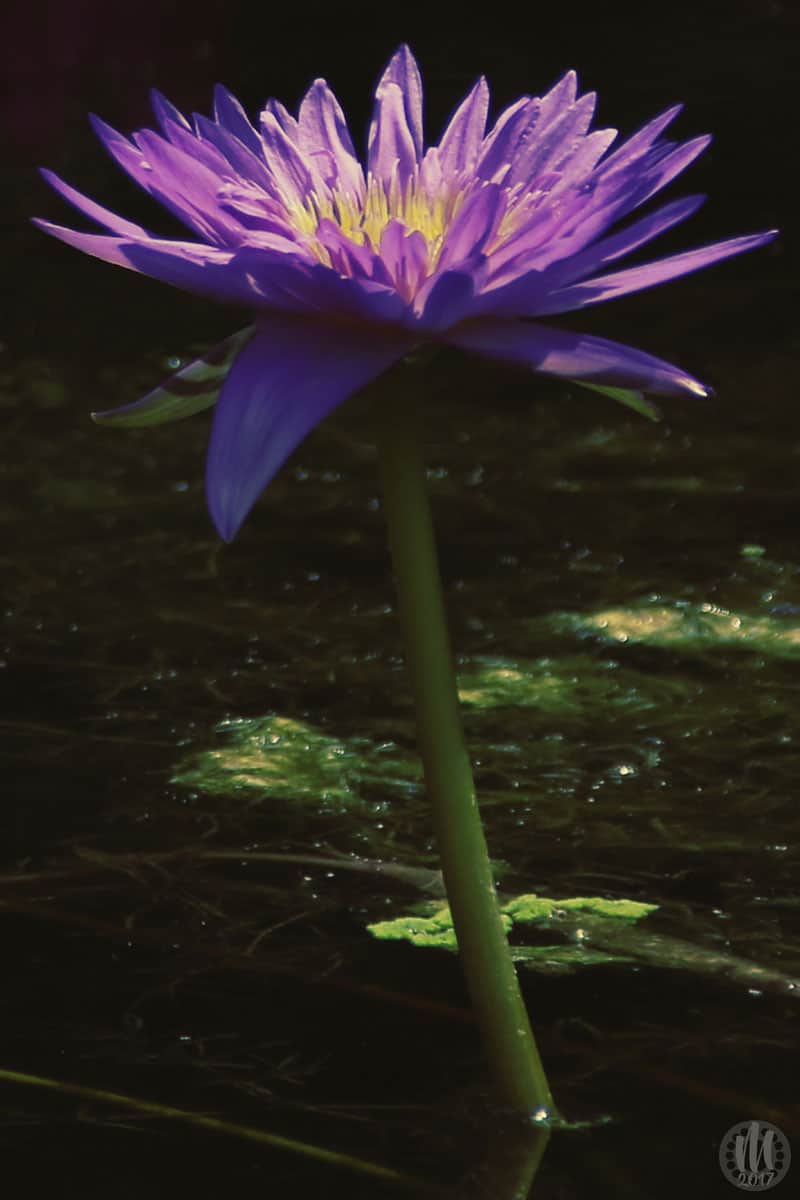 Project 365 - 2017 - Day 145 - Water Lily