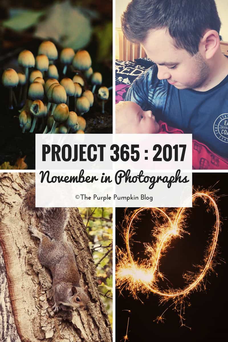 Project 365 - 2017 : November