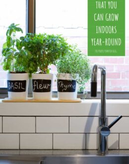 8 Herbs that You Can Grow Indoors Year-Round
