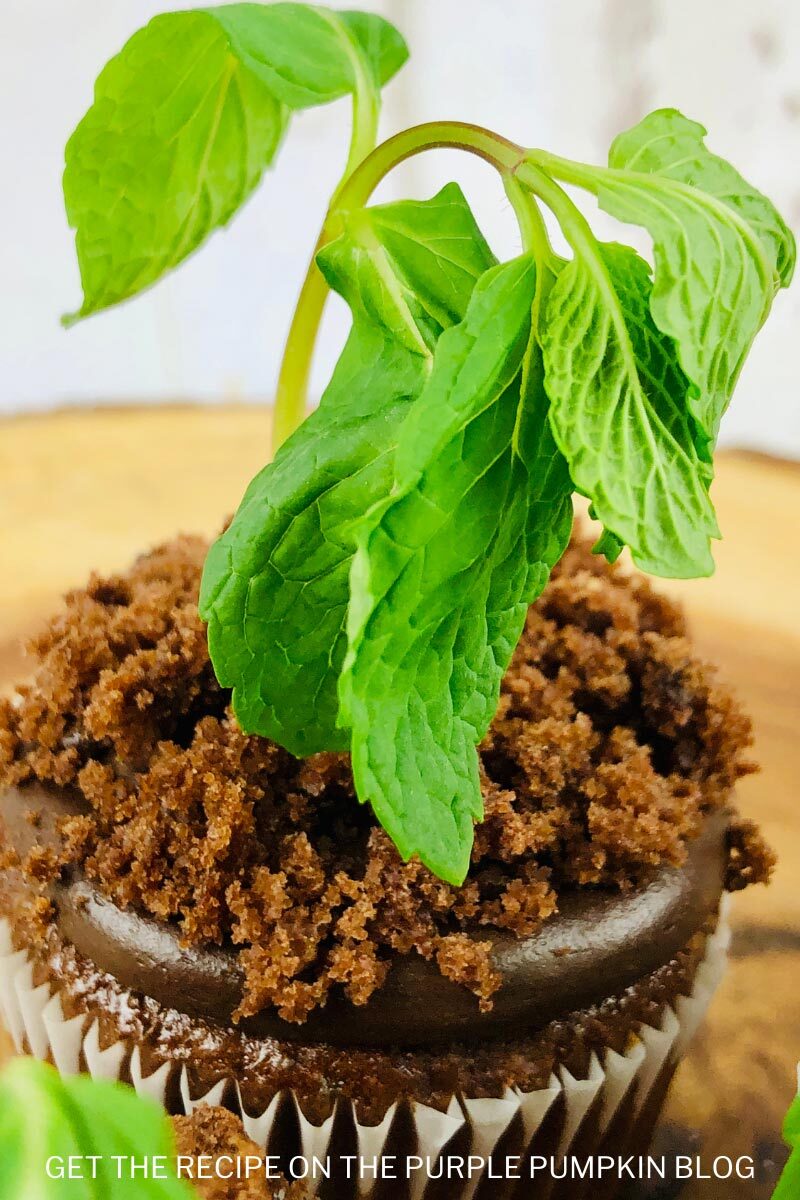Chocolate Plant Seedling Cupcakes for Earth Day